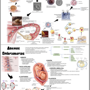 Infografía Biología del Desarrollo